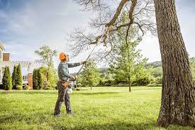 How Our Tree Care Process Works  in  Allendale, MI